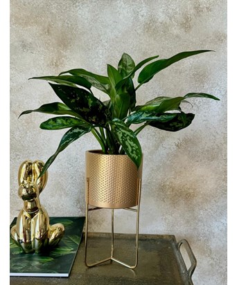 Ayaklı Gold Saksılı Aglaonema